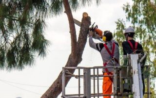 modifiche alla viabilità taglio alberi