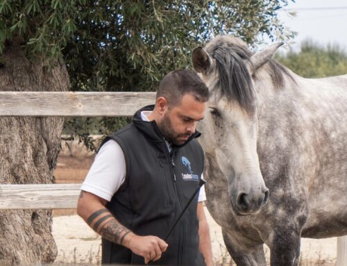 ANDREA BAILO DI STEI SRL A LEZIONE DI LEADERSHIP COI CAVALLI