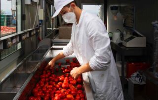 studenti ciampini tomato farm