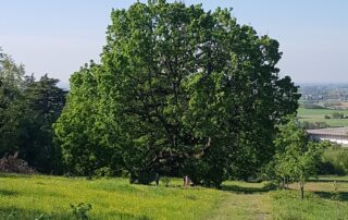 quercia castellone